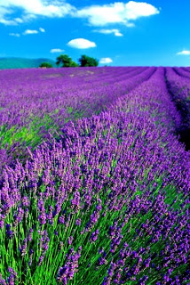 draft_lens2057695module10285542photo_1216050857France_-_Provence_-_Lavender_field_Vt.jpg