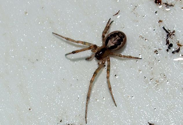 False Widow.jpg