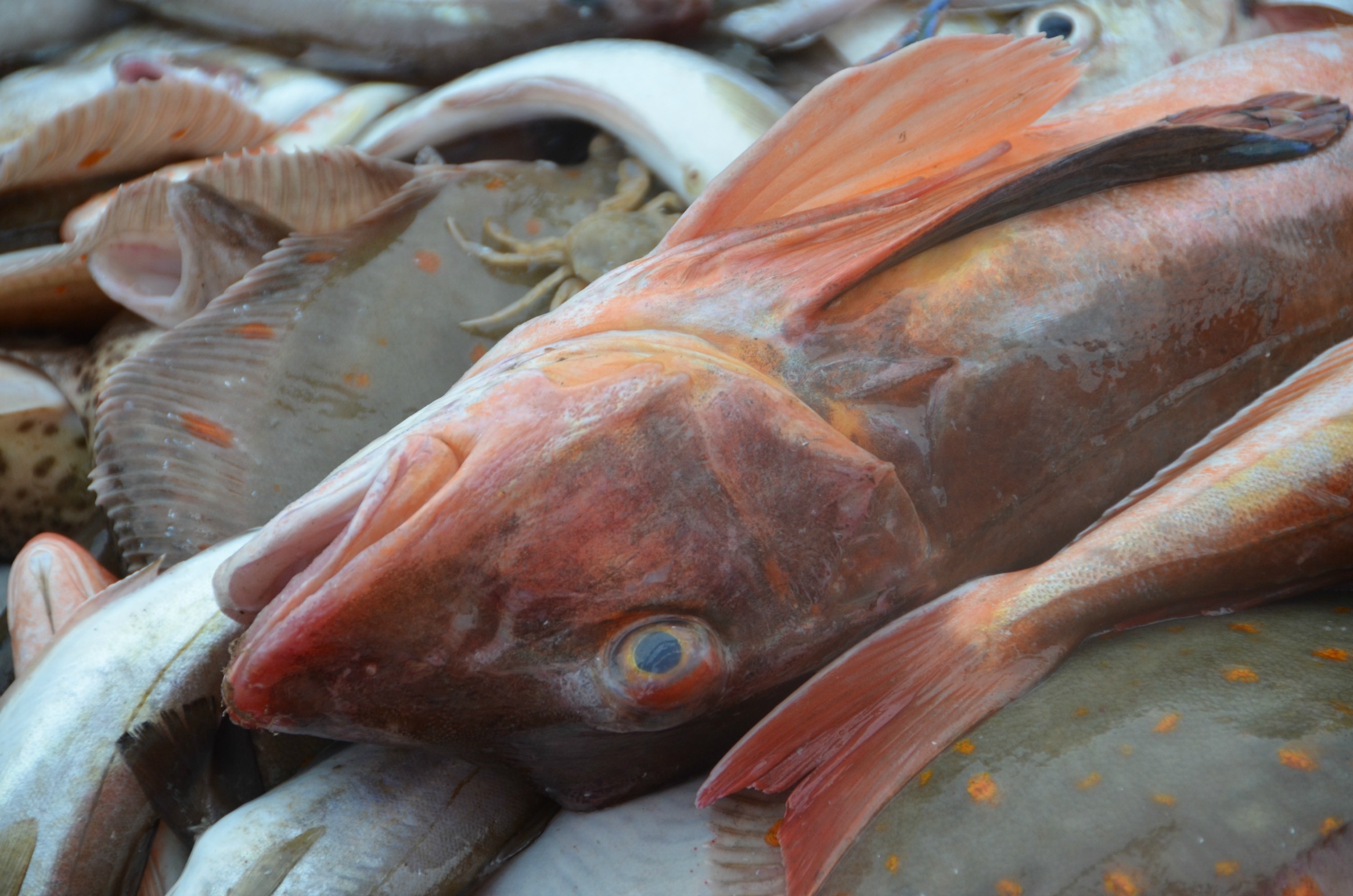 gurnard nvn.jpg