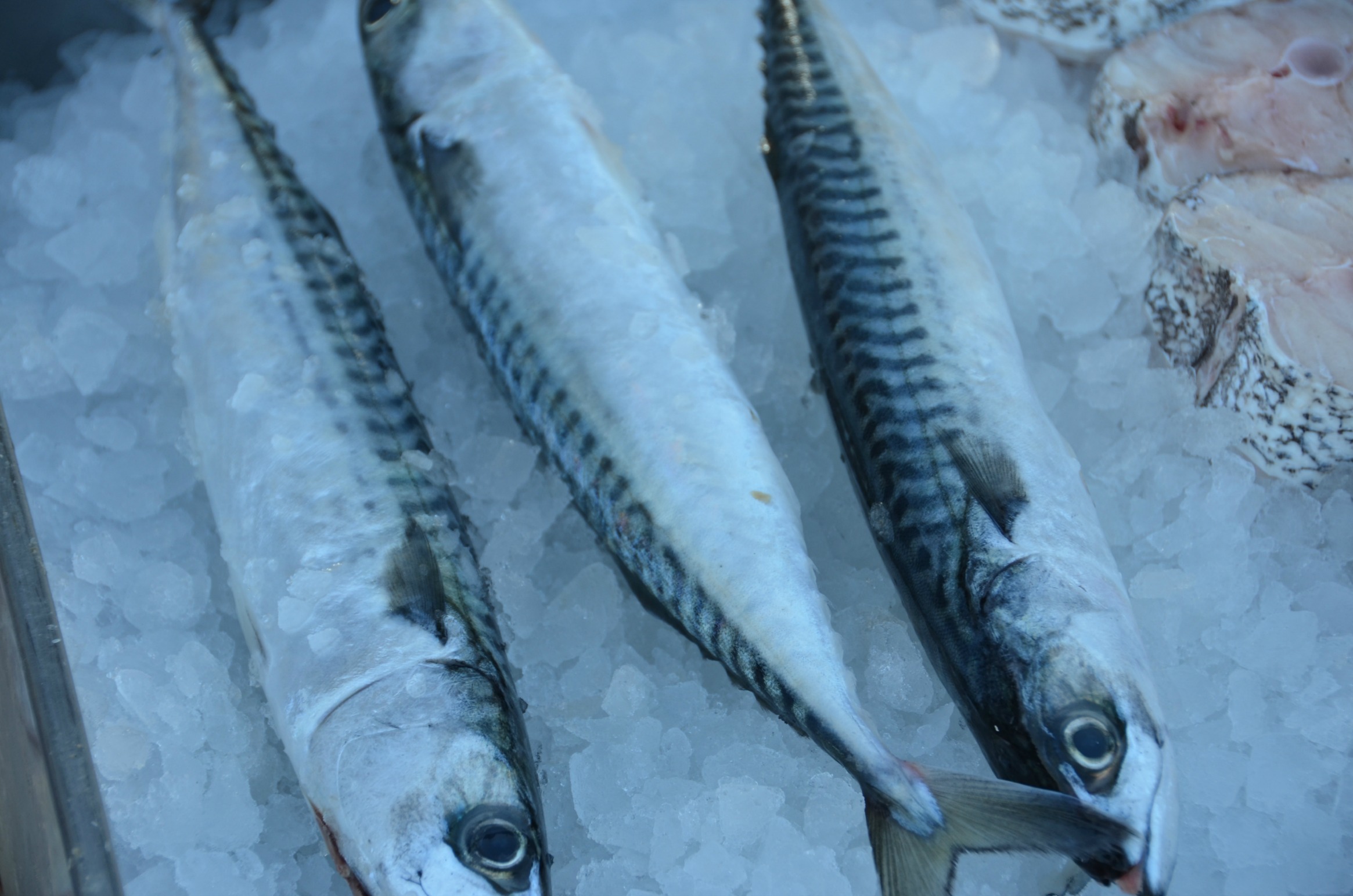 mackerel nvn.jpg