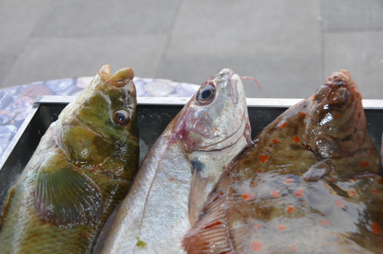 wrasse pout plaice nvn.jpg