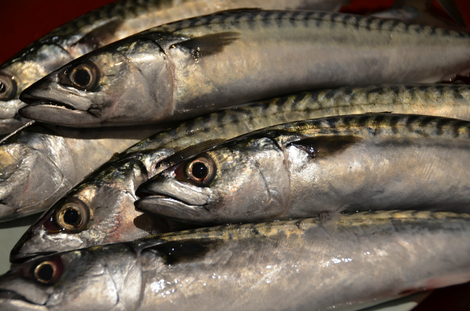 nvn fresh mackerel.jpg