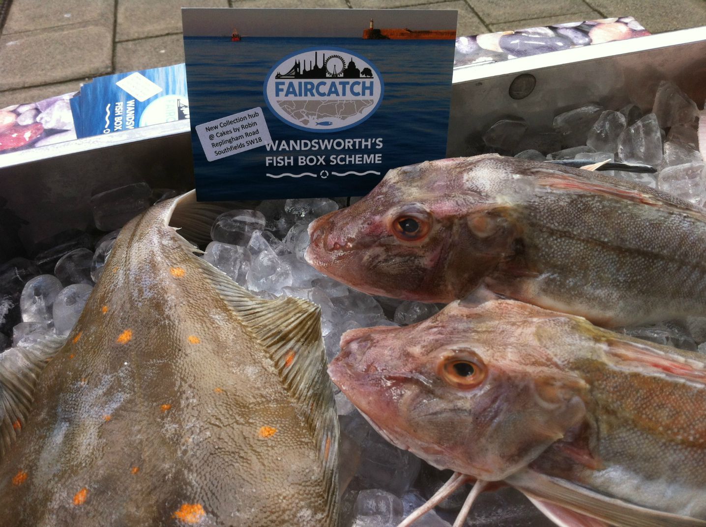 plaice n gurnard.jpg