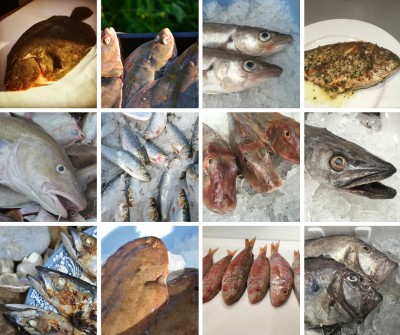 fish collage jan 2016.jpg