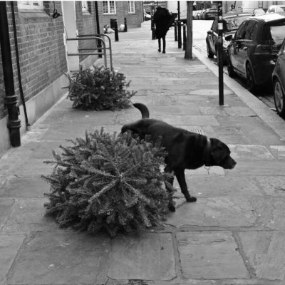 Abadoned_Tree_Dog_peeing_London_Christmas_Tree_Rental_Sustainable_Pot_Grown_Christmas_Tree_Delivery_Collection_Return_from_farm_1200x.jpg